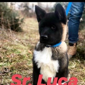 Meet your Posher, Thomas